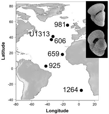 Morphological variation across space does not predict phenotypic change through time in two Neogene planktonic foraminifera species